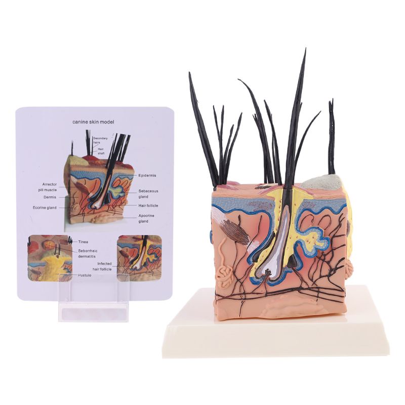 Amoy Sick Dog Canine Skin Anatomical Model Veterinary Vet Anatomy Display สอน