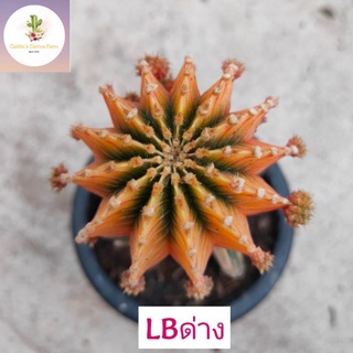 ไม้กราฟLBด่าง 8-13พู 9/10/21 Grafted Cactus สวยๆ ตอยาวประมาณ 5-7นิ้ว ส่งแบบถอดราก ตัดราก