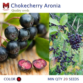 โช็คเชอร์รี Chokecherry Aronia เชอร์รีหวาน ผลดำ ลูกดก สายพันธุ์แท้ (20เมล็ด)