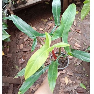 philodendron Mexicanum หรือ ฟิโลเดนดรอน หูม้าหลังใบแดง