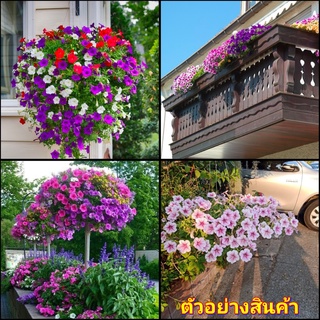 (1กระถาง)มี6สีให้เลือก(vาย ต้นพันธุ์) ดอก ต้น พิทูเนีย petunia fadel