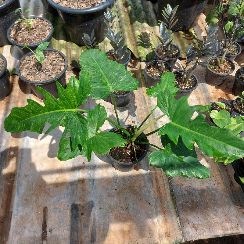 พลูจีบด่างลายเมฆ Philodendron Golden dragon