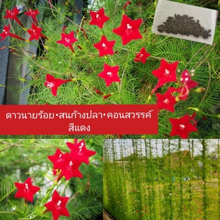 เมล็ดดาวนายร้อย สีแดง x55 เมล็ด(คอนสวรรค์,เข็มแดง,แข้งสิงห์,พันสวรรค์,สนก้างปลา)