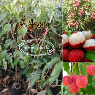 🍒ต้นลิ้นจี่ ฮงฮวย ลิ้นจี่ที่นิยมขายในท้องตลาด และขึ้นห้าง มากที่สุด 60cm🍒