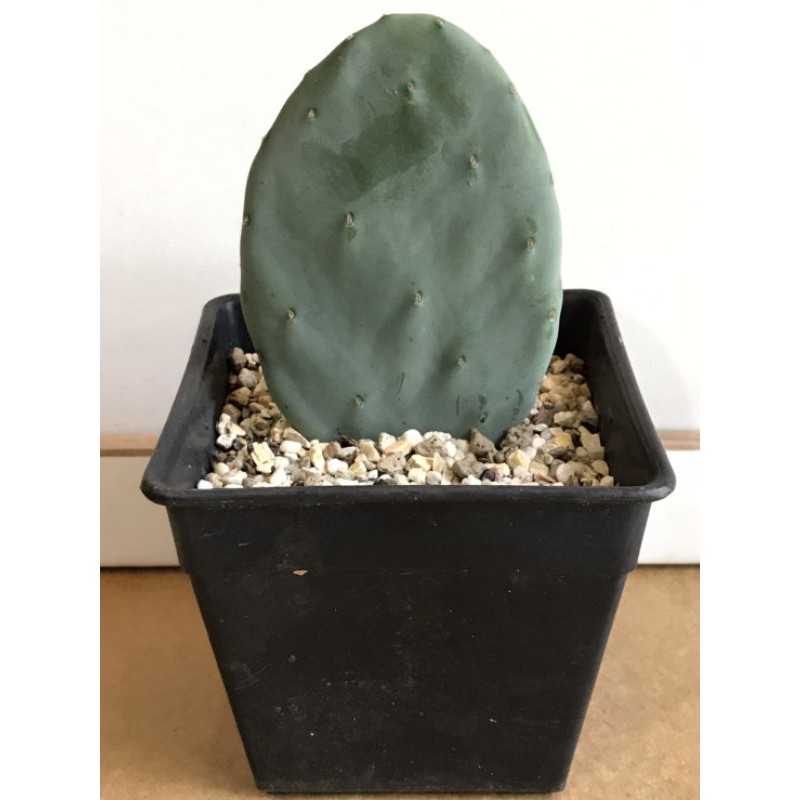 โอพันเทีย โรบัสต้า Opuntia Robusta สีเขียวอมฟ้า