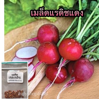 เมล็ดแรดิช : Radish 50เมล็ด [10 แถม 1 คละได้]