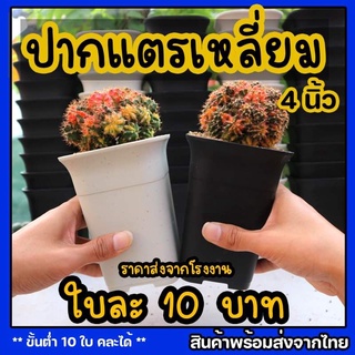 กระถางปากแตรเหลี่ยม กระถางแคคคัส กระถางไม้ด่าง กระถางทรงสูง กระถาง4นิ้ว กระถางราคาส่ง