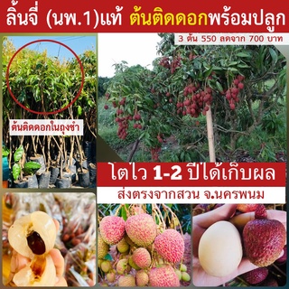 🔥ลิ้นจี่พันธุ์นพ.1แท้💯% 🔥ต้นใหญ่คัดพิเศษ🔥สูง 120-130  Cm.ปลุก 1 ปีได้กินผล ปลูกได้ทุกภาคเก็บผลผลิตทุกปีคะ