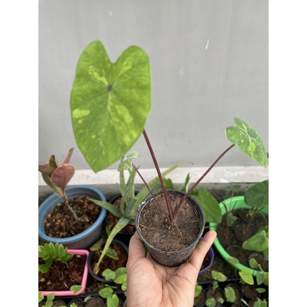 Colocasia lemon lime Gecko