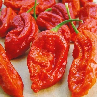 10 เมล็ด พริกผิวย่น(ปีศาจ)บุตโจโลเกีย (bhut jolokia) พริกปีศาจ