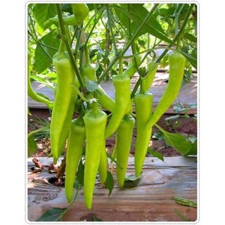 เมล็ด พริกหยวกยาว ( Bell Pepper Seed ) บรรจุ 30 เมล็ด