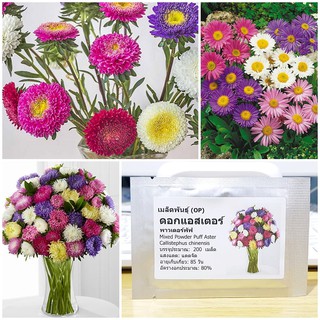 เมล็ดพันธุ์ ดอกแอสเตอร์คละสี (Powder Puff Aster Flower Seed) บรรจุ 200 เมล็ด คุณภาพดี ของแท้ 100%