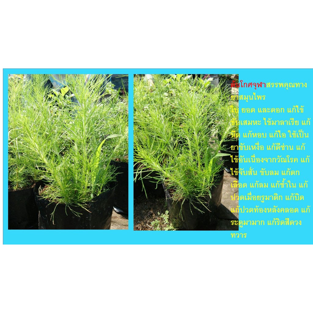 ต้นพันธ์ุโกฐจุฬา  ต้นโกฐจุฬาEupatorium capillifolium