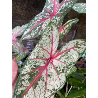 บอนสีกรุงไกเซอร์ในถุงดำ*บอนสุดฮิต,,,,🌱