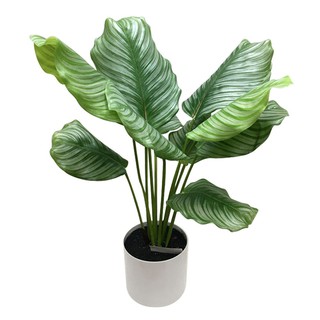 ต้นคล้านกยูงประดิษฐ์74 ซม. ARTIFICIAL CALATHEA ROSEEOPICTA LALA HOME CH06417560 74CM