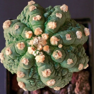 Astrophytum asterias cv Fukuryu 20เมล็ด.-199