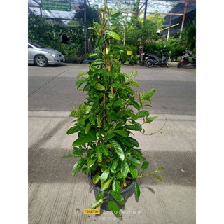 ต้นรสสุคนธุ์ รสสุคนธ์ กระถาง 15" สูง 110-120 cm.