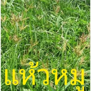 ไพราโซซัลฟูรอน 100กรัม ฆ่าหญ้าใบกว้าง สารกำจัดวัชพืชใบกว้าง ในสนามหญ้า ผักปอดนา หนวดปลาดุก กกทราย แห้วหมู