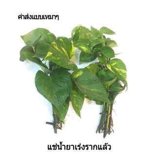 6ต้น 20 เฉลี่ย 3.3 บาท💥Epipremnum aureum พลูด่างฟอกอากาศ #พลูด่างไม้มงคล #พลูด่างไม้ประดับ"#พลูด่าง"  💥ขายต้นสดติดราก💥