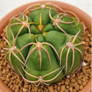 Cake Cactus Farm กระบองเพชร Gymnocalycium denudatum  Kaiomaru  ยิมโนหนามแมงมุม ไคโอมารุ