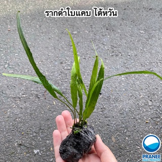 เฟรินรากดำใบแคบ หลายชนิด (Microsorium sp. narrow leaf)​ ต้นไม้น้ำเกาะหินภูเขาไฟ ***กรุณาอ่านรายละเอียดก่อนสั่งซื้อ***