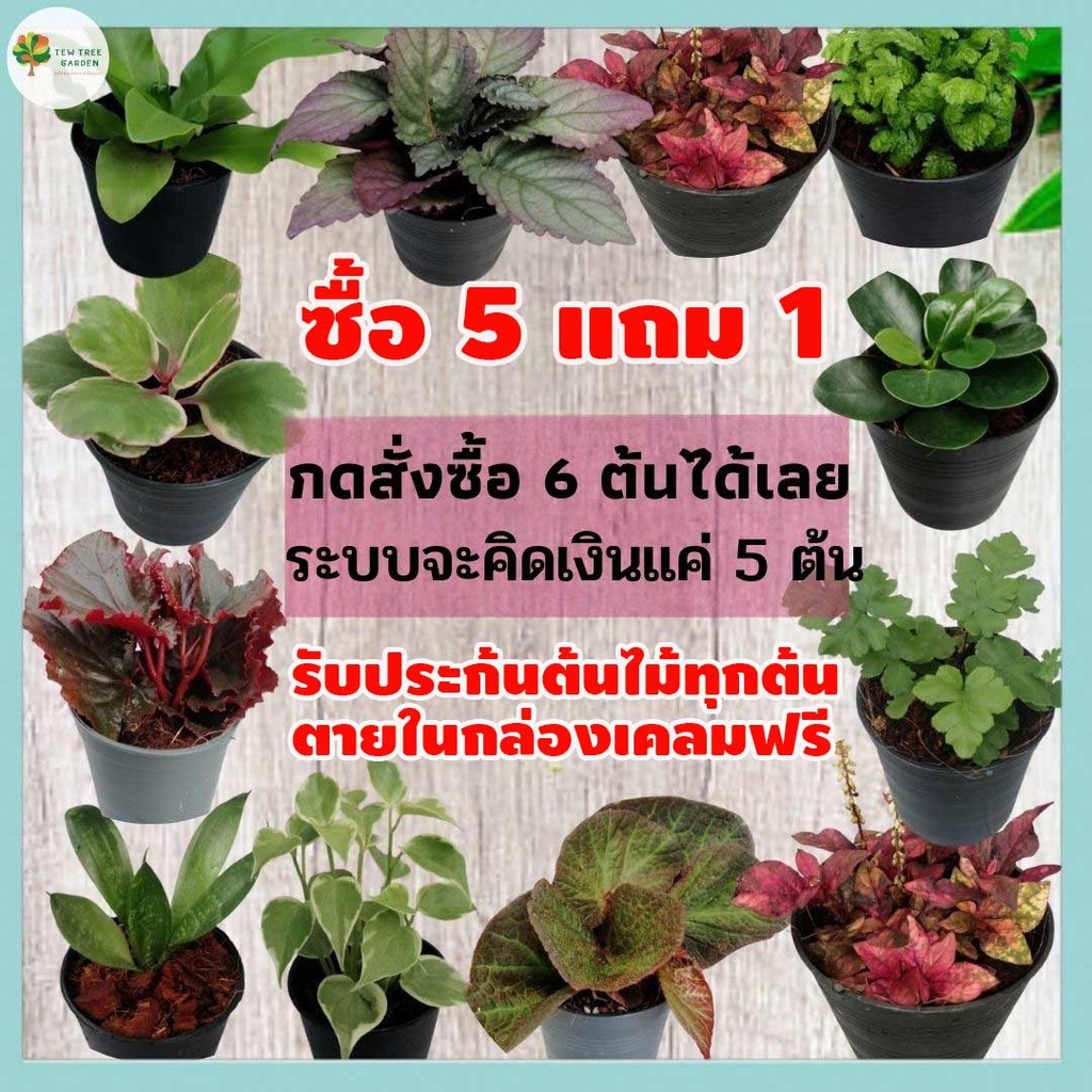 [ชุดที่3] ต้นไม้จิ๋ว ต้นไม้มงคล เสริมดวง พร้อมกระถาง 3" ซื้อ 5 แถม 1 วางบนโต๊ะทำงาน ไม้ฟอกอากาศ ไม้ประดับ