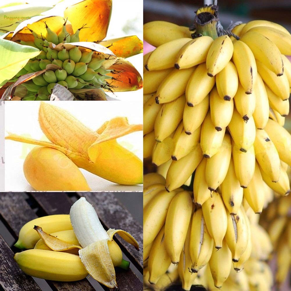50 เมล็ด เมล็ดพันธุ์กล้วยแคระ ต้นกล้วยจิ๋ว พืชสวนหายาก กล้วยบอนไซ เมล็ดพันธุ์กล้วยแคระ ต้นไม้มงคล ต้นไม้ประดับ ต้นไม้