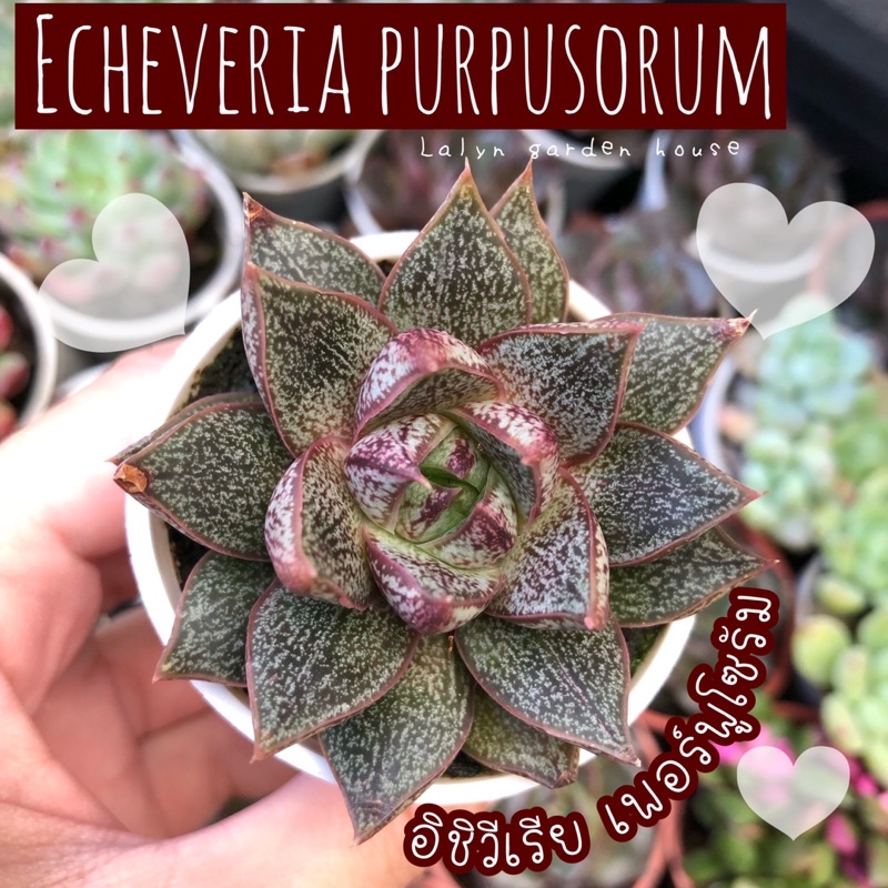 🌹🤎อิชิวีเรีย เพอร์พูโซรัม Echeveria purpusorum (กุหลาบหินแสนสวย ลายน้ำตาล) ขนาดต้น 5 cm กอสวย🌹🤎