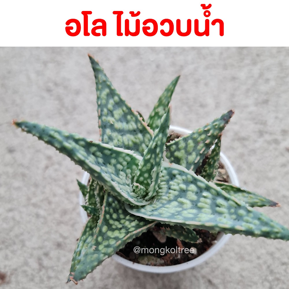 อโล ไม้อวบน้ำ กระถาง 2 นิ้ว Aloe hybrids ว่านหางจรเข้แคระ แคคตัส  succulent aloevera ต้นไม้ปลูกในบ้าน ไม้ฟอกอากาศ