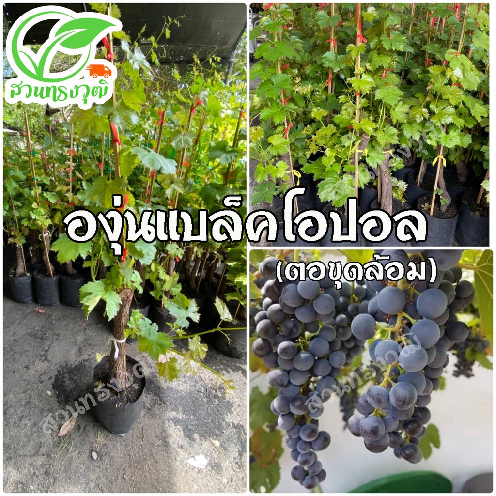 องุ่นแบล็คโอปอล ไร้เมล็ด (ตอขุดล้อม) แท้ %