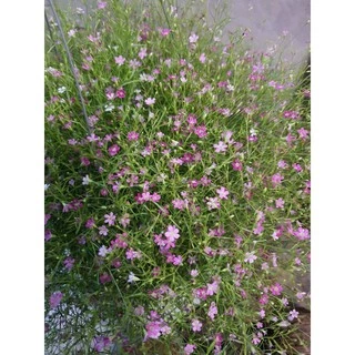 เมล็ดดอกยิปโซ, ดอกจิบโซ​ 60 เมล็ด มี3สี ดอกไม้