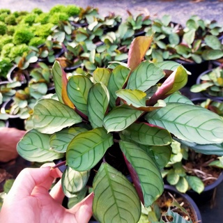 คล้าอมากริส#Calatheaamagris