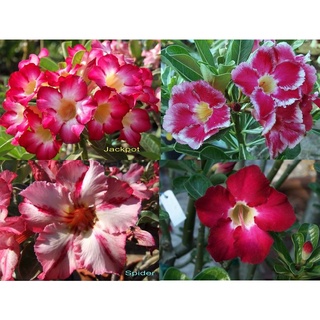 12 เมล็ด เมล็ดพันธุ์ ชวนชม สายพันธุ์ฮอลแลนด์ คละสี Adenium Seeds