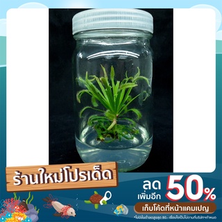 หยาดน้ำค้าง (Drosera capensis) พืชกินแมลง มี 12 ขวด