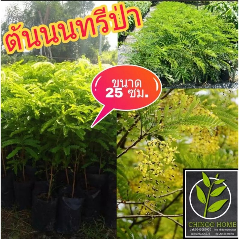 ต้นนนทรีป่า ต้นไม้ตาย เคลมฟรี ทุกต้น เฉพาะ ระหว่างขนส่ง เท่านั้น นนทรีป่า