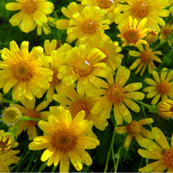 เดซี่ 🌼Daisy สีเหลือง 🏵สวิตเซอร์แลนด์📌100เมล็ด 🎊งอกไว 🎋ดอกสวยดก ปลูอากาศร้อนได้