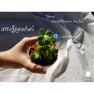 เศรษฐีดูดทรัพย์พร้อมกระถางขาวจิ๋วๆ ไม้มงคล