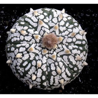 Astrophytum asterias cv. super kabuto 20เมล็ด.-159