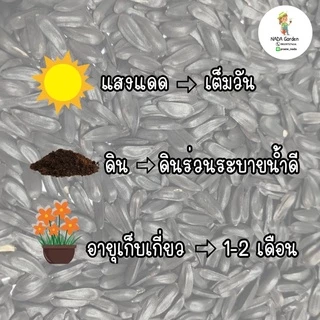 เมล็ดพันธุ์ ทานตะวันแคระ 50เมล็ด (Dwarf sunflower 50 seed)