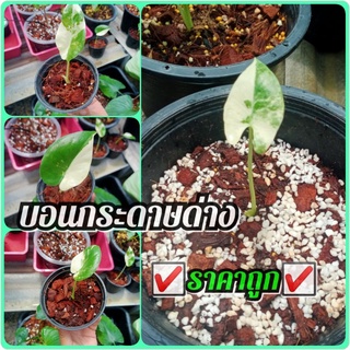 บอนกระดาษด่างราคาแสนถูก🌱☑️☑️