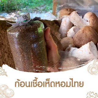 ก้อนเชื้อ เห็ด หอม ไทย ORGANIC 100% by Fresh&amp;Friendly Farm เห็ดหอมไทย