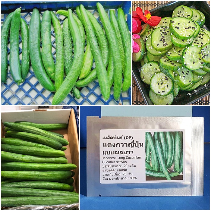 เมล็ดพันธุ์ แตงกวาญี่ปุ่น แบบผลยาว (Japanese Long Cucumber Seed) บรรจุ 20 เมล็ด คุณภาพดี ราคาถูก ของแท้ 100%