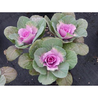 เมล็ด ปูเล่ประดับ พิ้งค์เครน - Pink Crane Flowering Kale