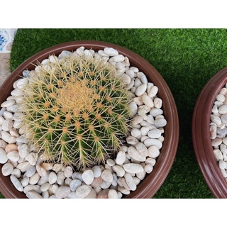 Cactus ถังทองขนาด 11-13 cm 🌵💚