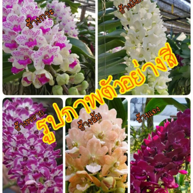 กล้วยไม้ช้างไม้นิ้ว  Rhyncostylis gigantea  กระ เผือก พลาย แดง ส้ม ดอกมีกลิ่นหอม