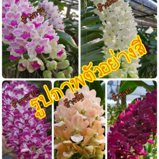 กล้วยไม้ช้างไม้นิ้ว กระ เผือก พลาย แดง ส้ม ดอกมีกลิ่นหอม