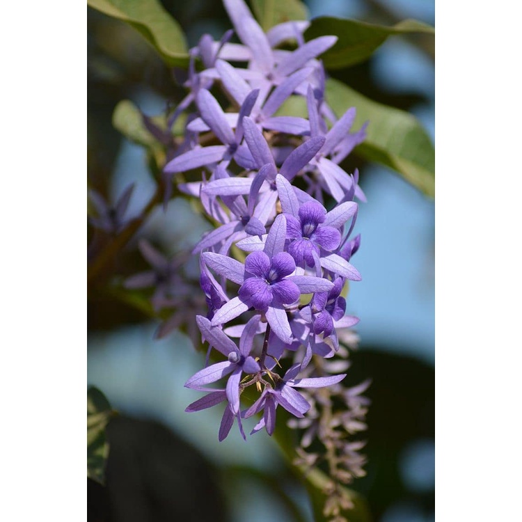 ต้นพวงคราม Petrea volubilis ช่อม่วง ไม้เลื้อยประดับรั๊ว เลี้ยงง่าย ราคาถูก พร้อมส่ง