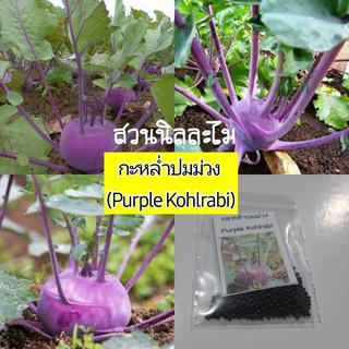 เมล็ดพันธุ์กะหล่ำปมม่วง(Purple Kohlrabi)