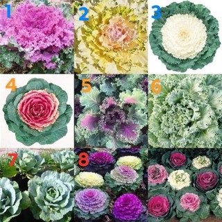 เมล็ดพันธุ์ ปูเล่ มีให้เลือก 8 ชนิดค่ะเมล็ดพันธุ์ ปูเล่ประดับคละสี (Osaka Series Mix Ornamental Cabbage Seed)