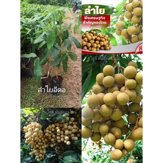 💥ต้นลำใยอีดอ (แบบเสียบยอด สายพันธ์ุแท้💯%) สูง.50-60ซม. 💥